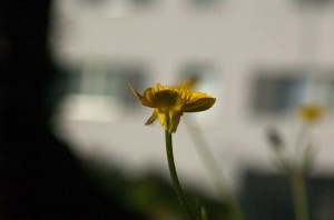 Ranunculus bulbosus_klein