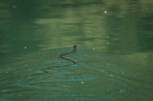 Water snake