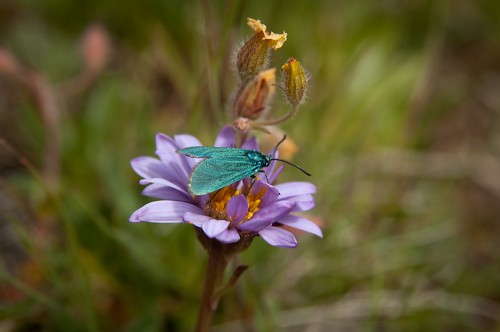 Alpine aster