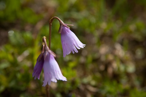 Soldanella